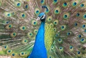 4900603-colorful-male-peacock
