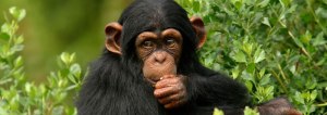 chimpanzee_wide