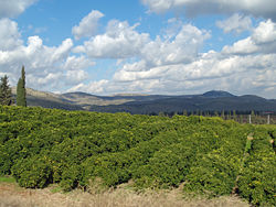250px-Lemon_Orchard_in_the_Galilee_by_David_Shankbone