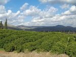250px-Lemon_Orchard_in_the_Galilee_by_David_Shankbone