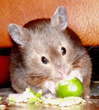 Cashew_sable_syrian_hamster