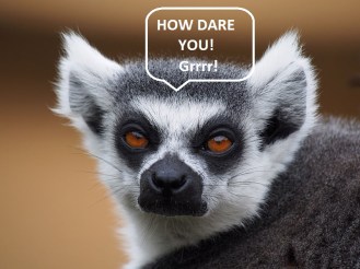 Ring-tailed_lemur_portrait_2