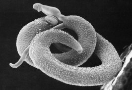 Schistosoma_mansoni2