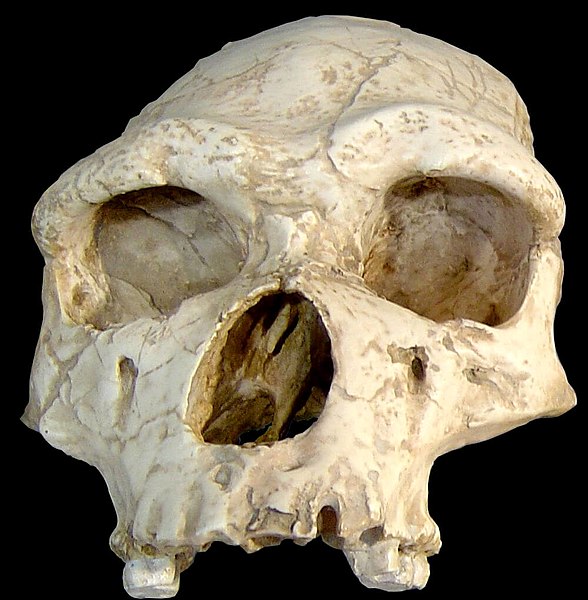 The Gap Between Ape-like and Human-like&nbsp;Fossils