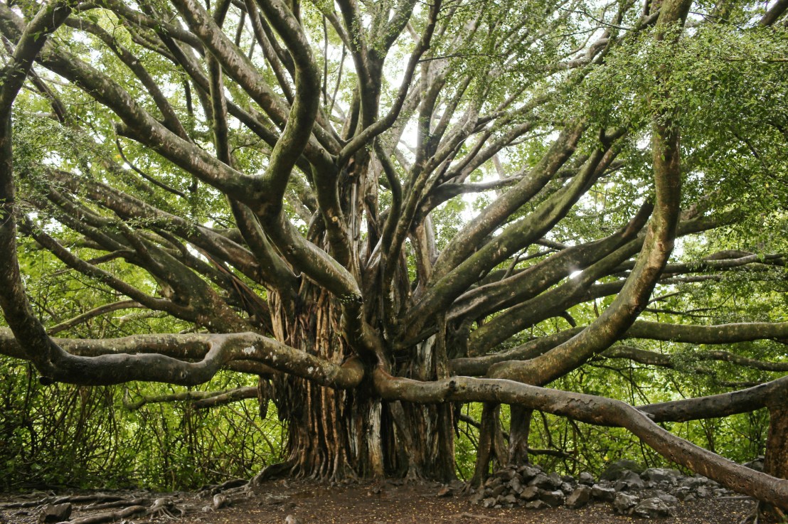 Tolkien, C.S. Lewis and Spirit in Nature